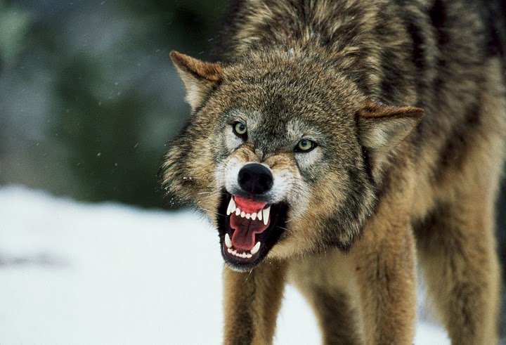В Торському вовк нападав на людей (Відео)