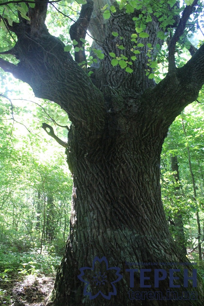 На Кременеччині досі росте дуб, що посадив Богдан Хмельницький (фотофакт)