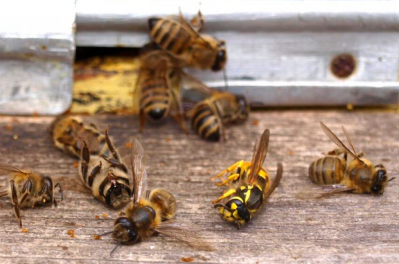 Бджоли масово вимирають