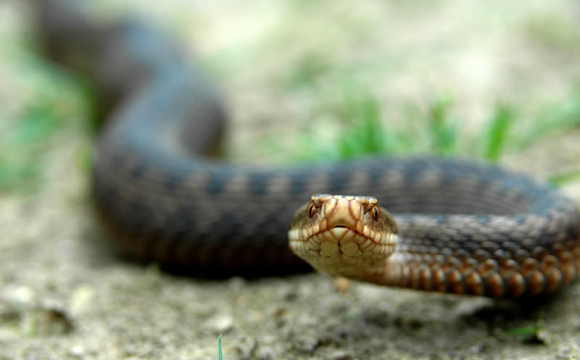 На Тернопільщині дівчинку вкусила змія. Дитина у лікарні
