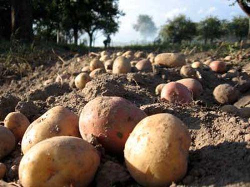 На Тернопільщині винахідник вигадав пристрій для полегшення збирання картоплі (Відео)