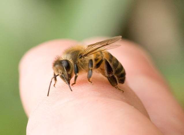 Від укусу бджоли загинув 6-річний хлопчик