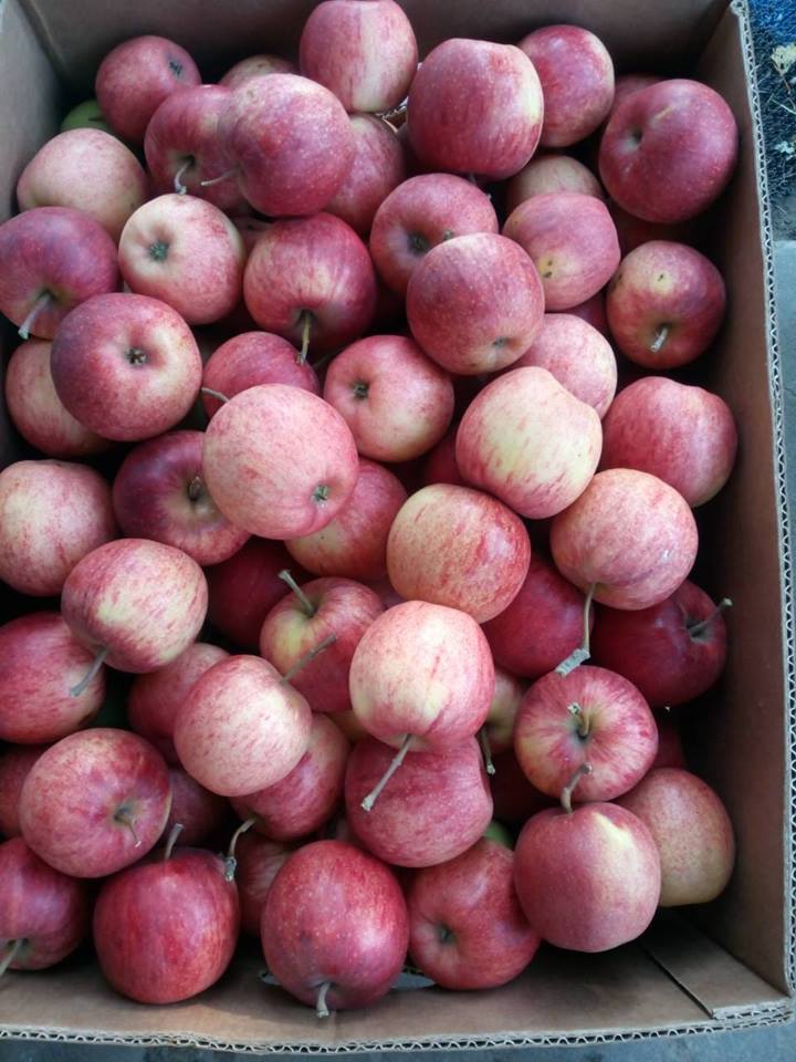 200 кг яблук безкоштовно роздала родина з Теребовлянщини