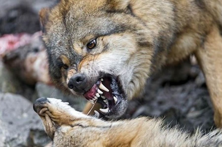 На Тернопільщині розгулюють скажені вовки, які нападають на собак і людей (відео)