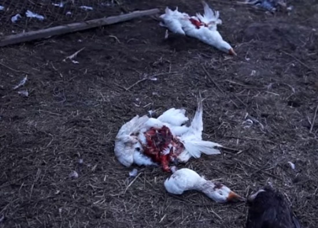 На Тернопільщині пси за ніч роздерли десятки кролів та курей (Відео)
