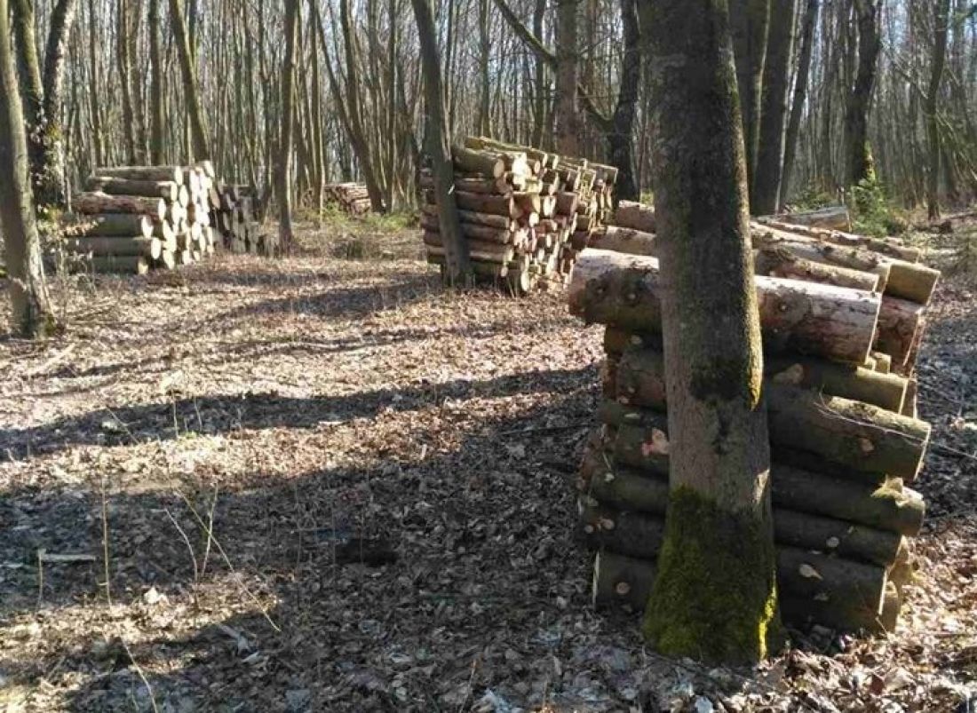 У Тернополі екоінспекція виявила незаконну рубку дерев. Невідомі завдали шкоди заповідній зоні на понад 400 тисяч гривень.