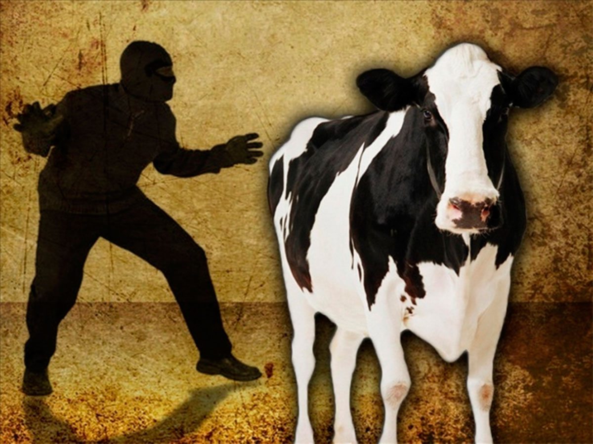 Вкрав корову — відсидить 5 років